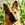Skye German Shepherd Dog